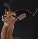impala